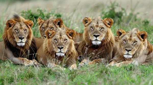 Land-of-Lion antalya