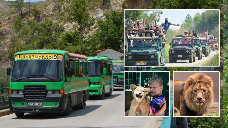 lion park safari tour